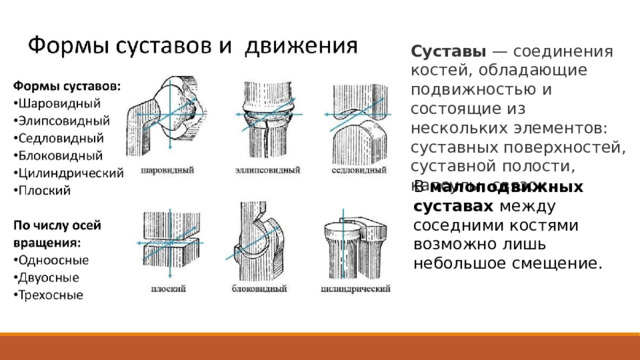 Суставы  — соединения костей, обладающие подвижностью и состоящие из нескольких элементов: суставных поверхностей, суставной полости, капсулы, связок. В малоподвижных суставах между соседними костями возможно лишь небольшое смещение. Подвижные  соединения костей называются суставами . Малоподвижные суставы. Так соединены между собой позвонки. Их разделяют межпозвонковые хрящи, или диски, обеспечивающие некоторое смещение. Все вместе они придают позвоночнику гибкость, позволяющую наклоняться вперёд, назад и в стороны. 5 