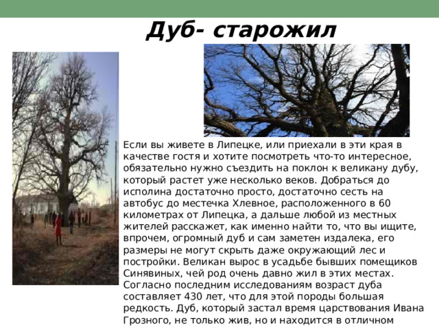 Дуб-  старожил Если  вы  живете  в Липецке, или  приехали  в  эти  края  в  качестве гостя  и  хотите  посмотреть  что- то  интересное,  обязательно  нужно съездить  на  поклон  к  великану  дубу,  который  растет  уже несколько  веков.  Добраться  до  исполина  достаточно  просто, достаточно  сесть  на  автобус  до  местечка  Хлевное, расположенного  в  60 километрах  от Липецка, а  дальше  любой  из местных  жителей  расскажет,  как  именно  найти  то,  что  вы  ищите, впрочем,  огромный  дуб  и  сам  заметен  издалека,  его  размеры  не могут  скрыть  даже  окружающий  лес  и  постройки.  Великан  вырос в  усадьбе  бывших  помещиков  Синявиных,  чей  род  очень  давно жил  в  этих  местах. Согласно  последним  исследованиям  возраст  дуба  составляет  430 лет,  что  для  этой  породы  большая  редкость.  Дуб,  который  застал время  царствования  Ивана  Грозного,  не  только  жив,  но  и находится  в  отличном  состоянии. 