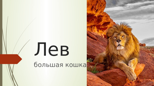 Лев большая кошка 