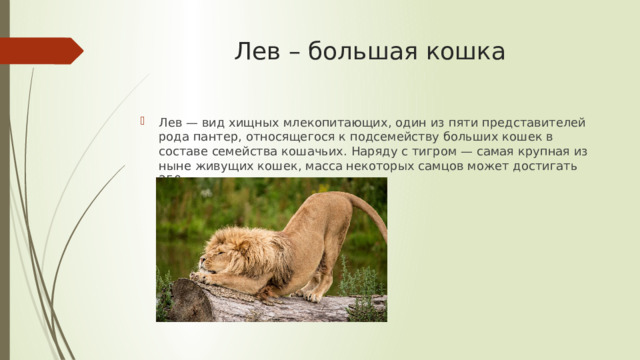 Лев – большая кошка Лев — вид хищных млекопитающих, один из пяти представителей рода пантер, относящегося к подсемейству больших кошек в составе семейства кошачьих. Наряду с тигром — самая крупная из ныне живущих кошек, масса некоторых самцов может достигать 250 кг. 