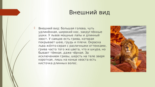 Внешний вид   Внешний вид: большая голова, чуть удлинённая, широкий нос, закруглённые ушки. У львов мощные лапы и длинный хвост. У самцов есть грива, которая покрывает шею, грудь и плечи. Окраска льва жёлто-серая с различными оттенками, грива часто того же цвета, что и шкура, но бывает тёмная, даже чёрная. За исключением гривы, шерсть на теле зверя короткая, лишь на конце хвоста есть кисточка длинных волос. 