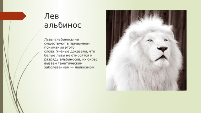 Лев альбинос    Львы-альбиносы не существуют в привычном понимании этого слова. Учёные доказали, что белые львы не относятся к разряду альбиносов, их окрас вызван генетическим заболеванием — лейкизмом. 
