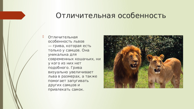 Отличительная особенность   Отличительная особенность львов — грива, которая есть только у самцов. Она уникальна для современных кошачьих, ни у кого из них нет подобного. Грива визуально увеличивает льва в размерах, а также помогает запугивать других самцов и привлекать самок. 