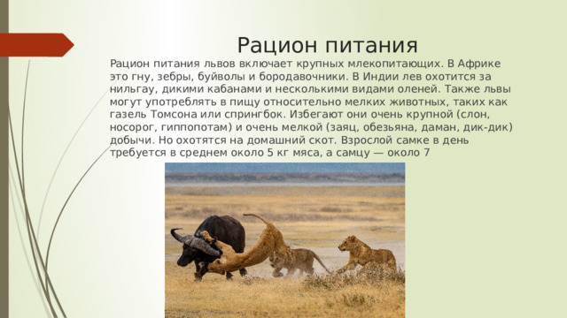 Рацион питания   Рацион питания львов включает крупных млекопитающих. В Африке это гну, зебры, буйволы и бородавочники. В Индии лев охотится за нильгау, дикими кабанами и несколькими видами оленей. Также львы могут употреблять в пищу относительно мелких животных, таких как газель Томсона или спрингбок. Избегают они очень крупной (слон, носорог, гиппопотам) и очень мелкой (заяц, обезьяна, даман, дик-дик) добычи. Но охотятся на домашний скот. Взрослой самке в день требуется в среднем около 5 кг мяса, а самцу — около 7 