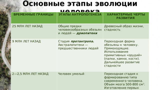 Основные этапы эволюции человека ВРЕМЕННЫЕ ГРАНИЦЫ 25 МЛН ЛЕТ НАЗАД  ЭТАПЫ АНТРОПОГЕНЕЗА 9 МЛН ЛЕТ НАЗАД Общие предки человекообразных обезьян и людей — дриопитеки  ХАРАКТЕРНЫЕ ЧЕРТЫ РАЗВИТИЯ  2—2,5 МЛН ЛЕТ НАЗАД Древесный образ жизни, стадность Стадия протантропа. Австралопитеки — предшественники людей Человек умелый Переходная форма обезьяны к человеку. Прямоходящие. Использование примитивных «орудий» (палки, камни, кости). Дальнейшее развитие стадности Переходная стадия к формированию типа современного человека. Объем мозга 500-800 см 3 . Изготовление первых орудий труда (галечная культура) 