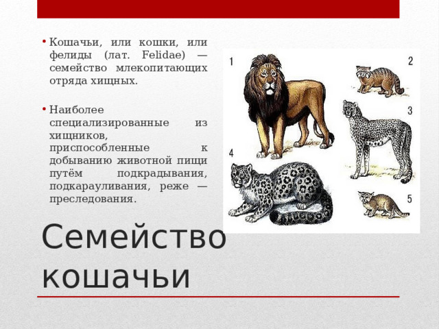 Кошачьи, или кошки, или фелиды (лат. Felidae) — семейство млекопитающих отряда хищных. Наиболее специализированные из хищников, приспособленные к добыванию животной пищи путём подкрадывания, подкарауливания, реже — преследования. Семейство кошачьи 