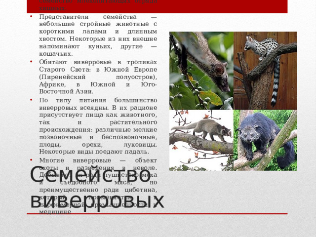 Виверровые (Viverridae) — семейство млекопитающих отряда хищных. Представители семейства — небольшие стройные животные с короткими лапами и длинным хвостом. Некоторые из них внешне напоминают куньих, другие — кошачьих. Обитают виверровые в тропиках Старого Света: в Южной Европе (Пиренейский полуостров), Африке, в Южной и Юго-Восточной Азии. По типу питания большинство виверровых всеядны. В их рационе присутствует пища как животного, так и растительного происхождения: различные мелкие позвоночные и беспозвоночные, плоды, орехи, луковицы. Некоторые виды поедают падаль. Многие виверровые — объект охоты и разведения в неволе. Добывают их ради пушистого меха и съедобного мяса, но преимущественно ради цибетина, который применяется в парфюмерной промышленности и медицине Семейство виверровых 