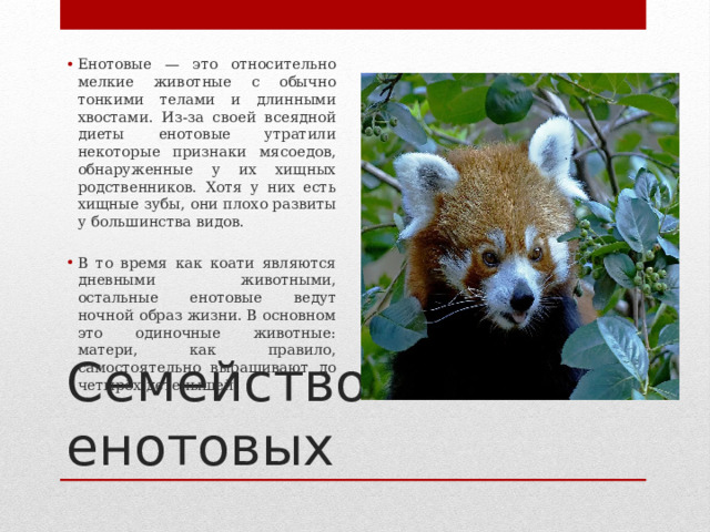 Енотовые — это относительно мелкие животные с обычно тонкими телами и длинными хвостами. Из-за своей всеядной диеты енотовые утратили некоторые признаки мясоедов, обнаруженные у их хищных родственников. Хотя у них есть хищные зубы, они плохо развиты у большинства видов. В то время как коати являются дневными животными, остальные енотовые ведут ночной образ жизни. В основном это одиночные животные: матери, как правило, самостоятельно выращивают до четырёх детенышей. Семейство енотовых 