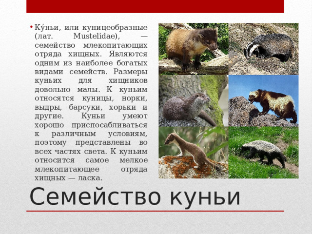 Ку́ньи, или куницеобразные (лат. Mustelidae), — семейство млекопитающих отряда хищных. Являются одним из наиболее богатых видами семейств. Размеры куньих для хищников довольно малы. К куньим относятся куницы, норки, выдры, барсуки, хорьки и другие. Куньи умеют хорошо приспосабливаться к различным условиям, поэтому представлены во всех частях света. К куньим относится самое мелкое млекопитающее отряда хищных — ласка. Семейство куньи 