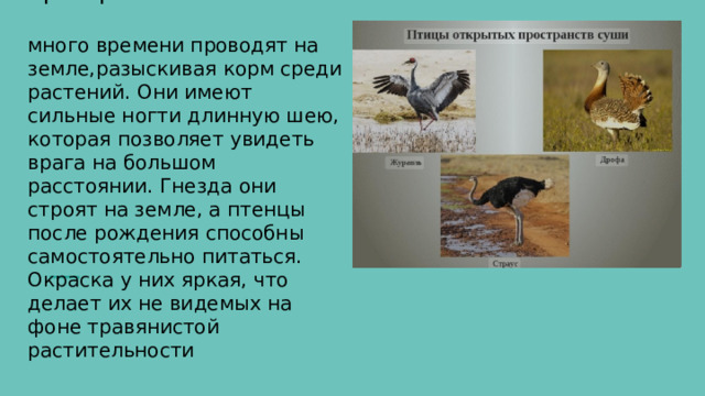 Птицы открытых пространств:   много времени проводят на земле,разыскивая корм среди растений. Они имеют сильные ногти длинную шею, которая позволяет увидеть врага на большом расстоянии. Гнезда они строят на земле, а птенцы после рождения способны самостоятельно питаться. Окраска у них яркая, что делает их не видемых на фоне травянистой растительности 