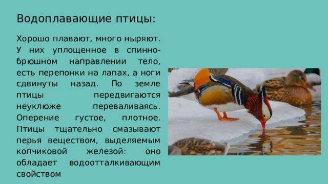 Водоплавающие птицы: Хорошо плавают, много ныряют. У них уплощенное в спинно- брюшном направлении тело, есть перепонки на лапах, а ноги сдвинуты назад. По земле птицы передвигаются неуклюже переваливаясь. Оперение густое, плотное. Птицы тщательно смазывают перья веществом, выделяемым копчиковой железой: оно обладает водоотталкивающим свойством 