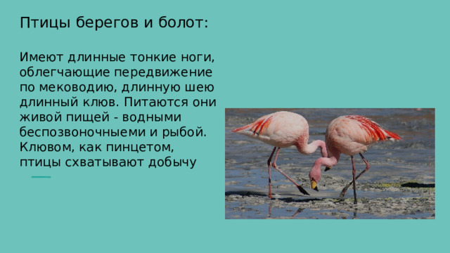 Птицы берегов и болот:   Имеют длинные тонкие ноги, облегчающие передвижение по меководию, длинную шею длинный клюв. Питаются они живой пищей - водными беспозвоночныеми и рыбой. Клювом, как пинцетом, птицы схватывают добычу 