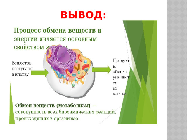 Вывод: 