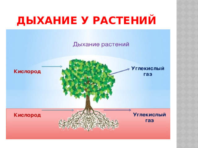 Дыхание у растений 
