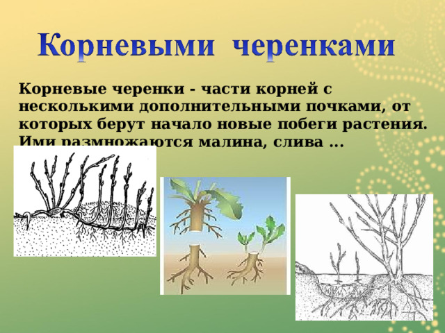 Корневые черенки - части корней с несколькими дополнительными почками, от которых берут начало новые побеги растения. Ими размножаются малина, слива ... 