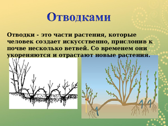 Отводки - это части растения, которые человек создает искусственно, прислонив к почве несколько ветвей. Со временем они укореняются и отрастают новые растения. 