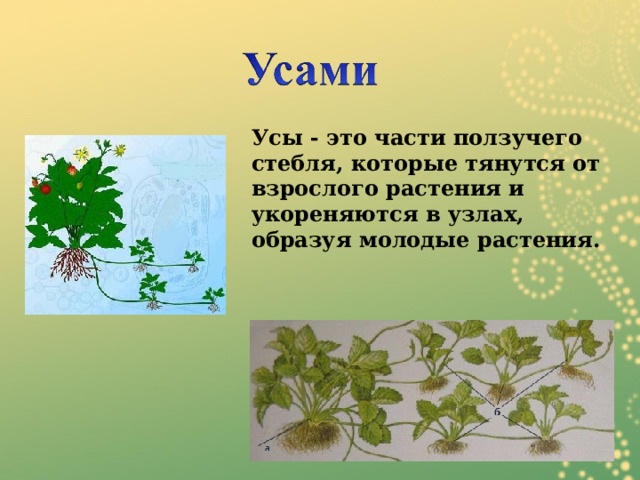 Усы - это части ползучего стебля, которые тянутся от взрослого растения и укореняются в узлах, образуя молодые растения. 