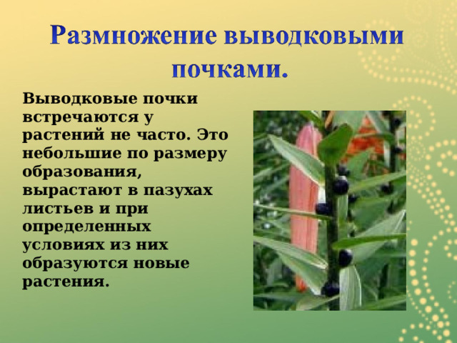 Выводковые почки встречаются у растений не часто. Это небольшие по размеру образования, вырастают в пазухах листьев и при определенных условиях из них образуются новые растения. 