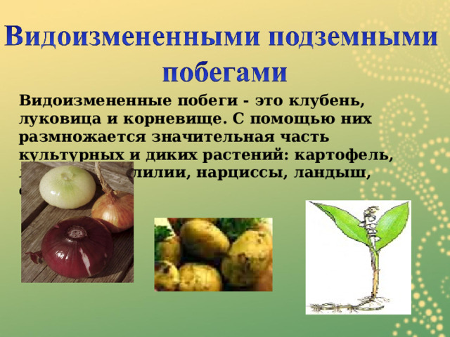  Видоизмененные побеги - это клубень, луковица и корневище. С помощью них размножается значительная часть культурных и диких растений: картофель, лук, чеснок, лилии, нарциссы, ландыш, сорняки. 