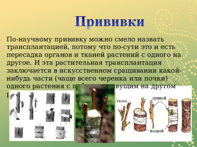 По-научному прививку можно смело назвать трансплантацией, потому что по-сути это и есть пересадка органов и тканей растений с одного на другое. И эта растительная трансплантация заключается в искусственном сращивании какой-нибудь части (чаще всего черенка или почки) одного растения с побегом, живущим на другом растении. 