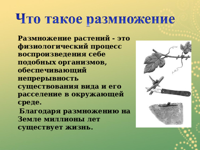  Размножение растений - это физиологический процесс воспроизведения себе подобных организмов, обеспечивающий непрерывность существования вида и его расселение в окружающей среде.  Благодаря размножению на Земле миллионы лет существует жизнь .   