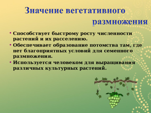 Способствует быстрому росту численности растений и их расселению. Обеспечивает образование потомства там, где нет благоприятных условий для семенного размножения . Используется человеком для выращивания различных культурных растений . 