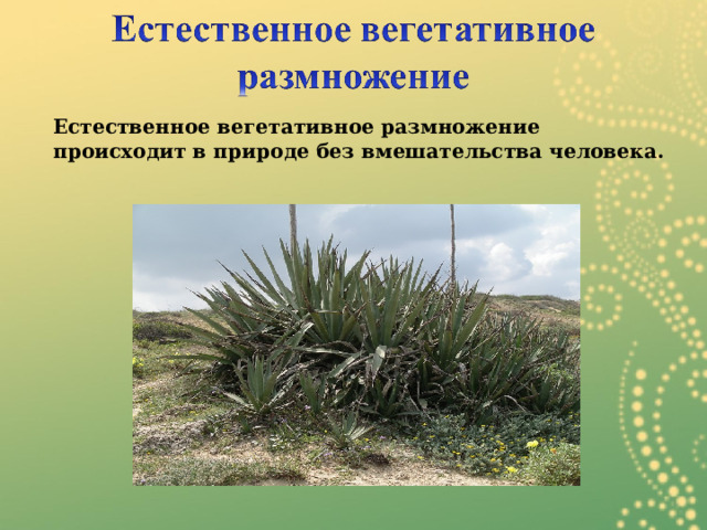  Естественное вегетативное размножение происходит в природе без вмешательства человека. 