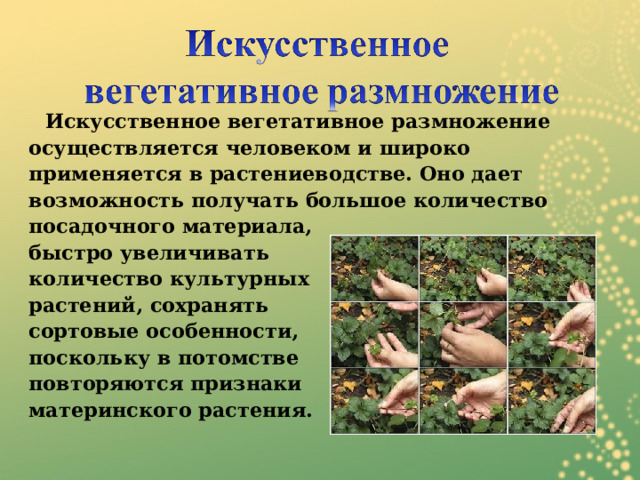  Искусственное вегетативное размножение осуществляется человеком и широко применяется в растениеводстве. Оно дает возможность получать большое количество посадочного материала, быстро увеличивать количество культурных растений, сохранять сортовые особенности, поскольку в потомстве повторяются признаки материнского растения. 