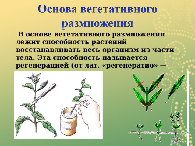   В основе вегетативного размножения лежит способность растений восстанавливать весь организм из части тела. Эта способность называется регенерацией (от лат. «регенератио» — восстанавливаю). 