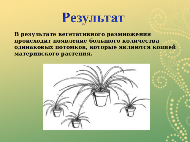  В результате вегетативного размножения происходит появление большого количества одинаковых потомков, которые являются копией материнского растения. 