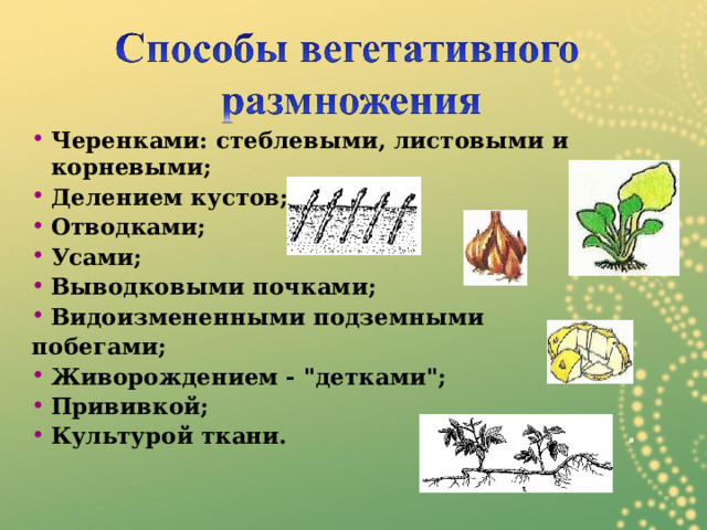 Черенками: стеблевыми, листовыми и корневыми; Делением кустов; Отводками; Усами; Выводковыми почками; Видоизмененными подземными побегами; Живорождением - 
