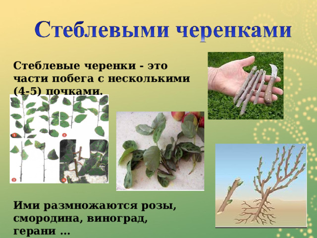Стеблевые черенки - это части побега с несколькими (4-5) почками.         Ими размножаются розы, смородина, виноград, герани ... 