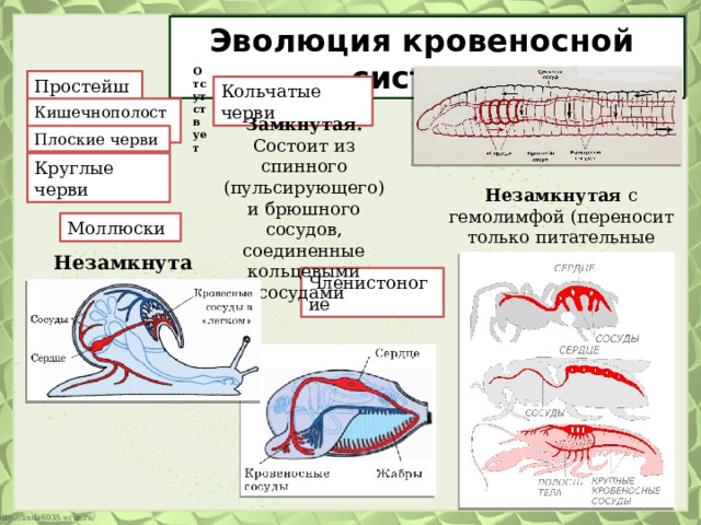 Эволюция кровеносной системы Отсутствует Простейшие Кольчатые черви Кишечнополостные Замкнутая. Состоит из спинного (пульсирующего) и брюшного сосудов, соединенные кольцевыми сосудами Плоские черви Круглые черви Незамкнутая с гемолимфой (переносит только питательные вещества) Моллюски Незамкнутая Членистоногие 