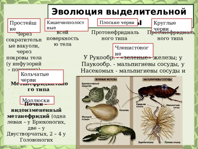Эволюция выделительной системы Простейшие Кишечнополостные Плоские черви Круглые черви Протонефридиального типа Протонефридиального типа всей поверхностью тела Через сократительные вакуоли, через покровы тела (у инфузорий – порошица) Членистоногие У Рукообр. - «зеленые» железы; у Паукообр. - мальпигиевы сосуды, у Насекомых - мальпигиевы сосуды и жировое тело Кольчатые черви Метанефридиального типа Моллюски Почки - видоизмененный метанефридий (одна левая – у Брюхоногих, две – у Двустворчатых, 2 – 4 у Головоногих 
