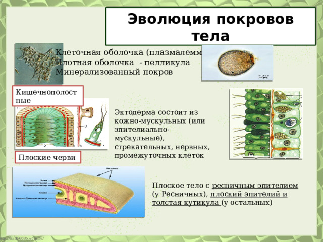 Эволюция покровов тела Клеточная оболочка (плазмалемма) Плотная оболочка - пелликула Минерализованный покров Кишечнополостные Эктодерма состоит из кожно-мускульных (или эпителиально-мускульные), стрекательных, нервных, промежуточных клеток Плоские черви Плоское тело с ресничным эпителием (у Ресничных), плоский эпителий и толстая кутикула (у остальных) 