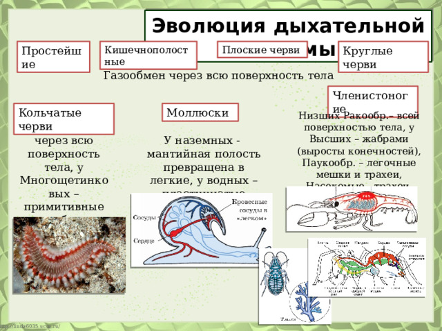 Эволюция дыхательной системы Круглые черви Простейшие Кишечнополостные Плоские черви Газообмен через всю поверхность тела Членистоногие Моллюски Кольчатые черви Низших Ракообр.– всей поверхностью тела, у Высших – жабрами (выросты конечностей), Паукообр. – легочные мешки и трахеи, Насекомые - трахеи через всю поверхность тела, у Многощетинковых – примитивные жабры У наземных - мантийная полость превращена в легкие, у водных – пластинчатые жабры 