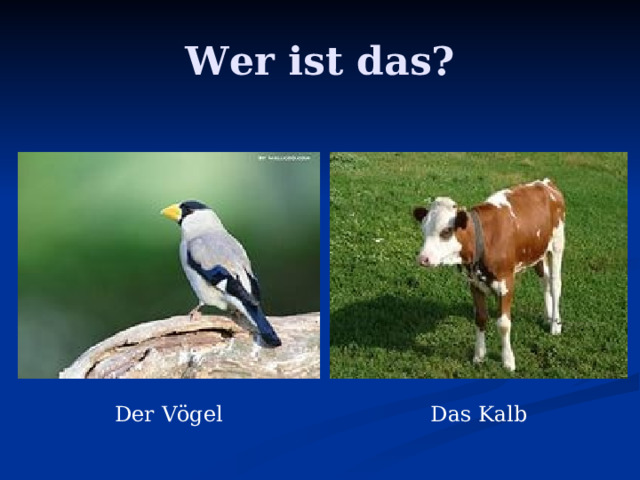 Wer ist das? Der Vögel Das Kalb 
