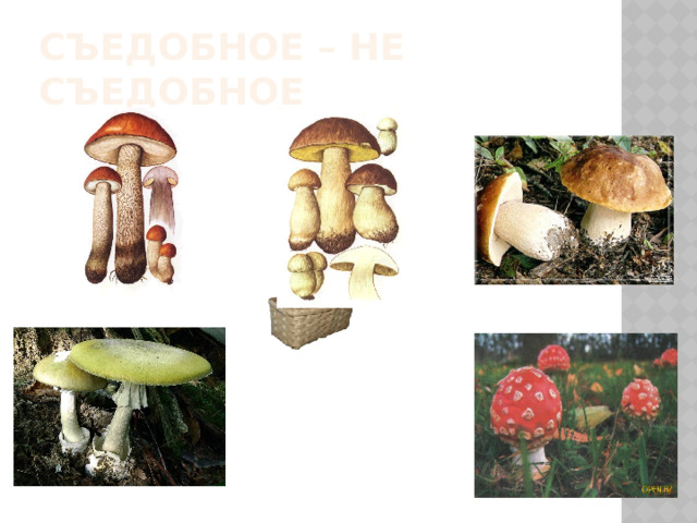 Съедобное – не съедобное 