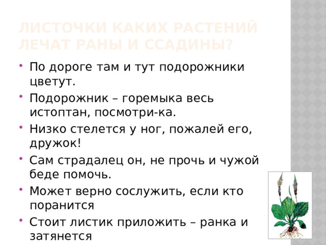 Листочки каких растений лечат раны и ссадины? По дороге там и тут подорожники цветут. Подорожник – горемыка весь истоптан, посмотри-ка. Низко стелется у ног, пожалей его, дружок! Сам страдалец он, не прочь и чужой беде помочь. Может верно сослужить, если кто поранится Стоит листик приложить – ранка и затянется 