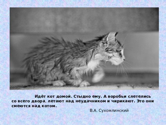  Идёт кот домой. Стыдно ему. А воробьи слетелись со всего двора , летают над неудачником и чирикают. Это они смеются над котом.  В.А. Сухомлинский 