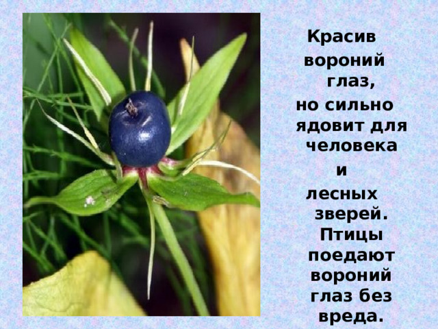 в Красив  вороний глаз,  но сильно ядовит для человека  и лесных зверей. Птицы поедают вороний глаз без вреда.  ( По Дмитриеву и В. Тимофееву.) 