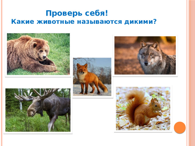 Проверь себя! Какие животные называются дикими? Проверь себя! Какие животные называются дикими?  