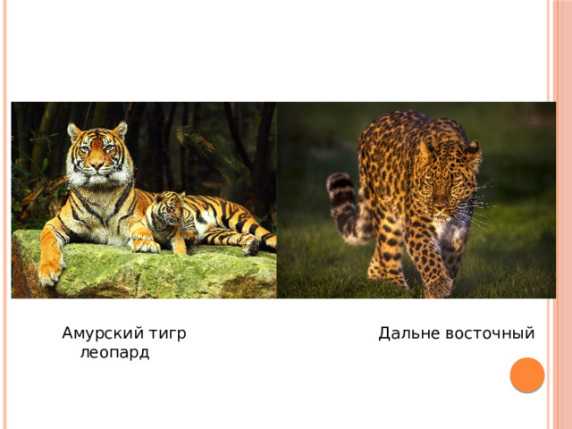 Амурский тигр Дальне восточный леопард 