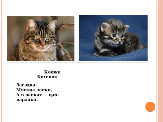   Кошка Котенок Загадка: Мягкие лапки, А в лапках — цап-царапки. (Кошка)   Загадка: Мягкие лапки, А в лапках — цап-царапки.             