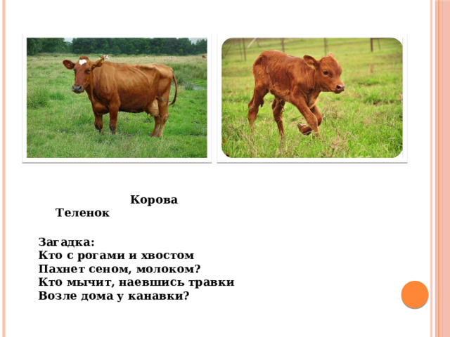  Корова Теленок Загадка: Кто с рогами и хвостом Пахнет сеном, молоком? Кто мычит, наевшись травки Возле дома у канавки? Загадка: Кто с рогами и хвостом Пахнет сеном, молоком? Кто мычит, наевшись травки Возле дома у канавки?                