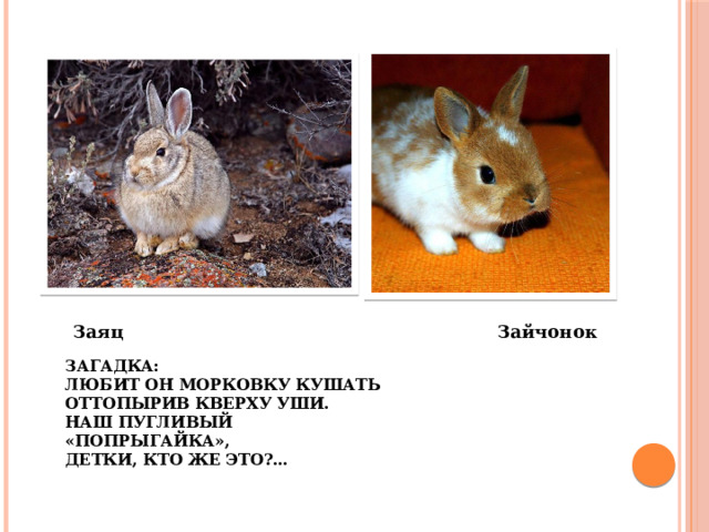  Заяц Зайчонок Загадка:  Любит он морковку кушать  Оттопырив кверху уши.  Наш пугливый «попрыгайка»,  Детки, кто же это?…  (Зайчик)   Загадка:  Любит он морковку кушать  Оттопырив кверху уши.  Наш пугливый «попрыгайка»,  Детки, кто же это?…     