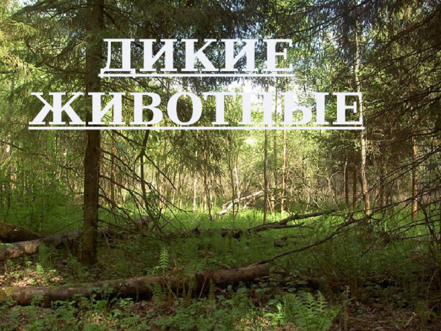 Дикие животные 