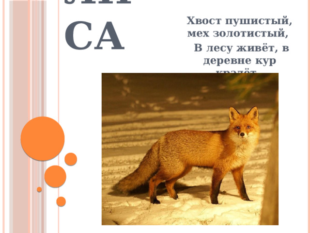 Лиса Хвост пушистый, мех золотистый,  В лесу живёт, в деревне кур крадёт. 