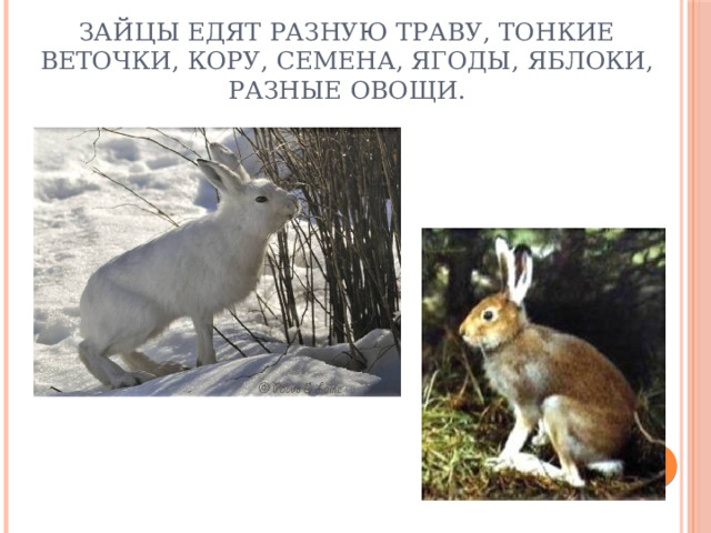 Зайцы едят разную траву, тонкие веточки, кору, семена, ягоды, яблоки, разные овощи.   