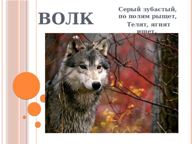 Волк Серый зубастый, по полям рыщет,  Телят, ягнят ищет. 